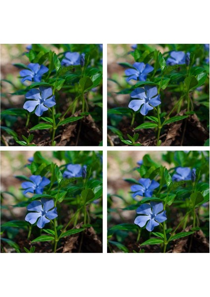 Çok Satan 4'lü Mavı Yasemin Çiçeği Fidanı 30-60 cm Tüplü Çiçekli Bodur Bitkiler Jasminie