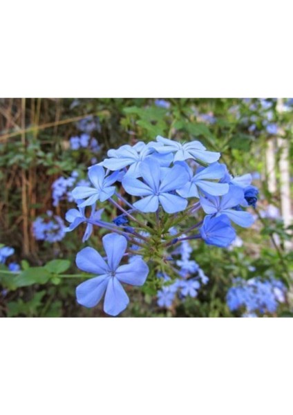 Çok Satan 4'lü Mavı Yasemin Çiçeği Fidanı 30-60 cm Tüplü Çiçekli Bodur Bitkiler Jasminie modelleri