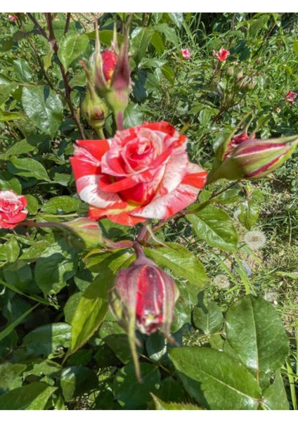Çok Satan Sihirbaz Gülü Kırmızı Beyaz (30 50 Cm)1 Adet Saksılı Aşılı Gül Rose modelleri