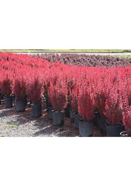 Çok Satan Roket Berberis Fidanı (40 60 Cm)1 Adet Saksılı Dış Mekan Bitkisi Berberis Thunbergii