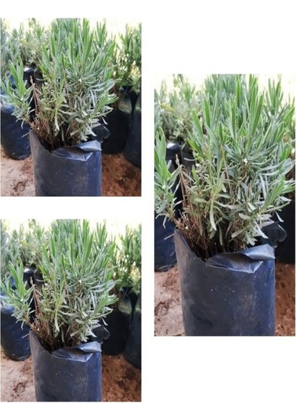 Çok Satan Kabristan Mezarlık Için 3 Lü Bitki Fidesi 10-15 cm Tüplü Çiçekli Bodur Bitkiler