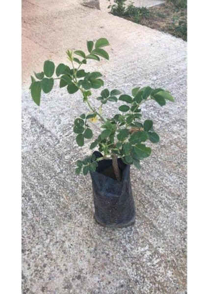 Çok Satan Kabristan Mezarlık Için 3 Lü Bitki Fidesi 10-15 cm Tüplü Çiçekli Bodur Bitkiler modelleri