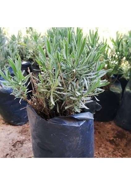 Çok Satan Kabristan Mezarlık Için 3 Lü Bitki Fidesi 10-15 cm Tüplü Çiçekli Bodur Bitkiler fırsatları