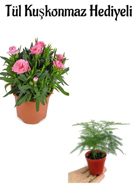 Çok Avantajlı Mis Kokulu Hediyelik Şeker Pembe Karanfil Çiçeği Tül Kuşkonmaz Hediyeli