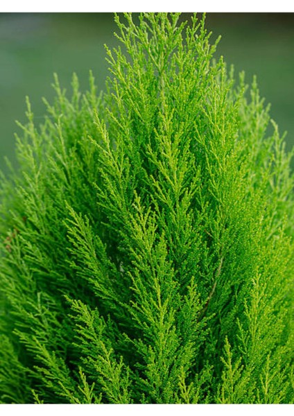 Favori Ürün Limon Çamı Limoni Servi (70 80 Cm)1 Adet Saksılı Dış Mekan Bitkisi Cupressus Macrocarpa
