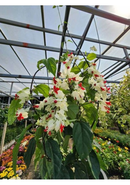 Çok Avantajlı Büyüleyici Beyaz Kızılay Çiçeği Fidanı (30 40 Cm)1 Adet Saksılı Clerodendrum
