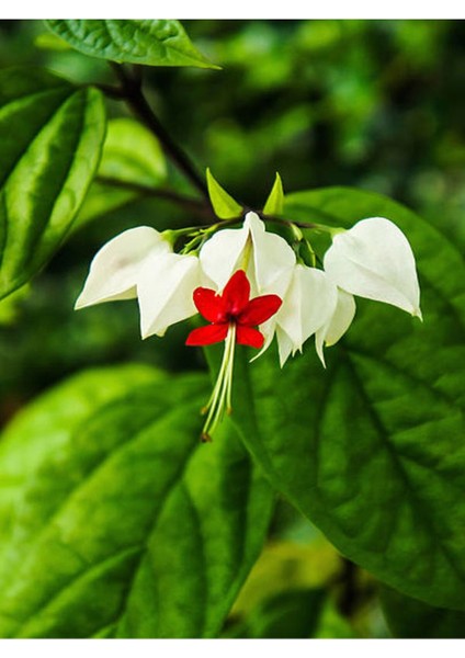 Çok Avantajlı Büyüleyici Beyaz Kızılay Çiçeği Fidanı (30 40 Cm)1 Adet Saksılı Clerodendrum modelleri