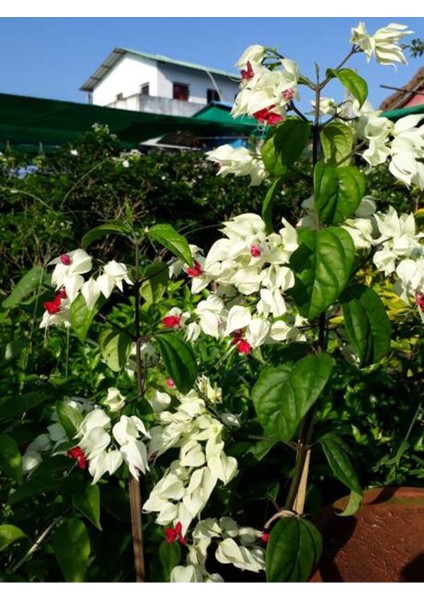 Çok Avantajlı Büyüleyici Beyaz Kızılay Çiçeği Fidanı (30 40 Cm)1 Adet Saksılı Clerodendrum indirimleri