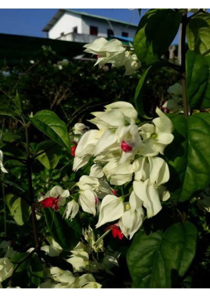 Çok Avantajlı Büyüleyici Beyaz Kızılay Çiçeği Fidanı (30 40 Cm)1 Adet Saksılı Clerodendrum