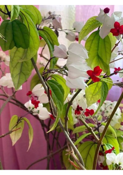 Çok Avantajlı Büyüleyici Beyaz Kızılay Çiçeği Fidanı (30 40 Cm)1 Adet Saksılı Clerodendrum