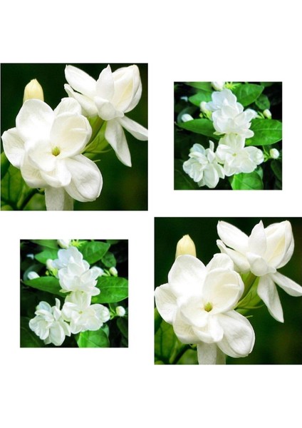 Çok Satan 4 Adet Ful Yasemin Çiçeği Fidanı 60-70 cm Tüplü Çiçekli Bodur Bitkiler Jasminie