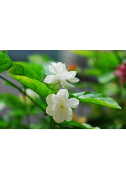 Çok Satan 4 Adet Ful Yasemin Çiçeği Fidanı 60-70 cm Tüplü Çiçekli Bodur Bitkiler Jasminie fırsatları