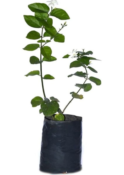 Çok Satan 4 Adet Ful Yasemin Çiçeği Fidanı 60-70 cm Tüplü Çiçekli Bodur Bitkiler Jasminie indirimleri