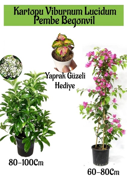 Favori Ürün Kartopu Viburnum 1 Adet+Pembe Begonvil 1 Adet+Yaprak Güzeli Hediye Bahçe Bitkisi