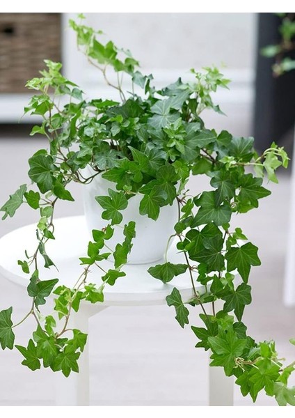 Hedera Helix Sarmaşık – 40-60 cm – Dış Mekan Için Tırmanıcı Bitki modelleri