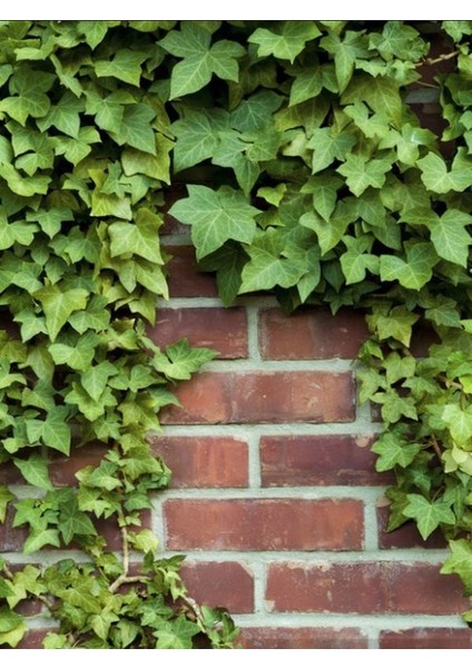 Bahçeniz Için Formlu Kaya Sarmaşığı – 40-60 cm – Canlı Yeşil Hedera Helix