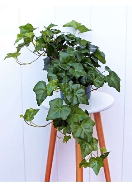 Yoğun Yapraklı, Canlı Duvar Sarmaşığı – 40-60 cm – Hedera Helix Türü