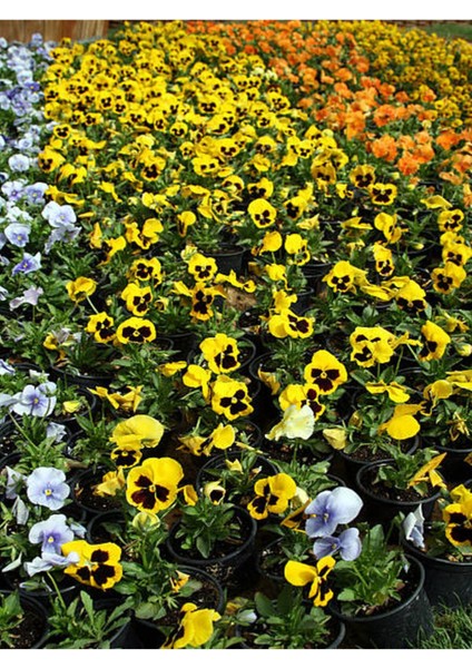 Çok Satan Sarı Kahverengili Hercai (5 15 Cm)30 Adet Çiçekli Bodur Bitki Viola Tricolor fırsatları