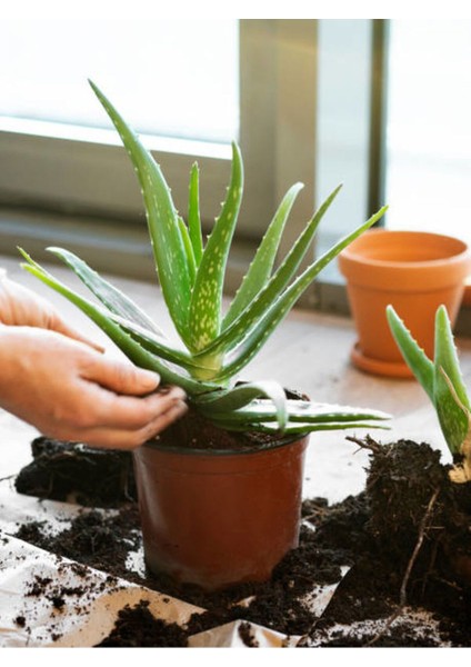 Çok Satan Aloe Vera (30 50 Cm) 1 Adet Saksılı/ Tüplü Iç/ Dış Mekan Bitkisi Aloe Ferox Mill Alovera