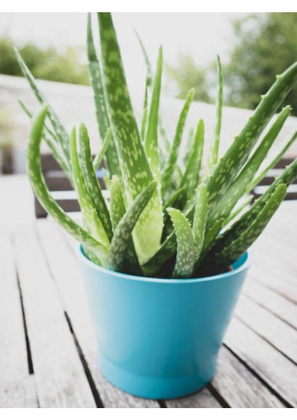 Çok Satan Aloe Vera (30 50 Cm) 1 Adet Saksılı/ Tüplü Iç/ Dış Mekan Bitkisi Aloe Ferox Mill Alovera modelleri