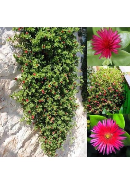 Çok Satan 2 Adet Buz Çiçeği 5-15 cm Tüplü Çiçekli Bodur Bitkiler Mesembryanthemum