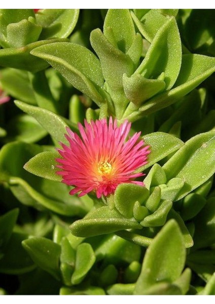 Çok Satan 2 Adet Buz Çiçeği 5-15 cm Tüplü Çiçekli Bodur Bitkiler Mesembryanthemum fiyatları