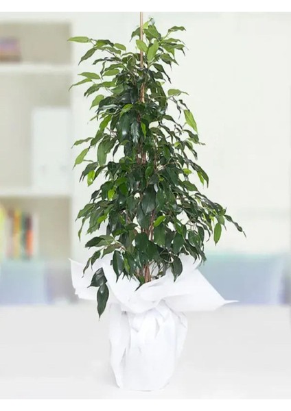 Kampanyalı Benjamin Bitkisi 60-80CM Ficus Benjamina Danielle Salon Ev Ofis Bitkisi