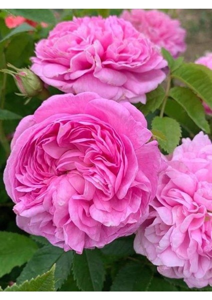 Avantajlı Isparta Gülü Yoğun Kokulu Pembe Renkli Reçellik (30 60 Cm)1 Adet Tüplü Aşılı Gül Pink Rose