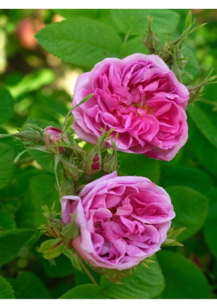 Avantajlı Isparta Gülü Yoğun Kokulu Pembe Renkli Reçellik (30 60 Cm)1 Adet Tüplü Aşılı Gül Pink Rose