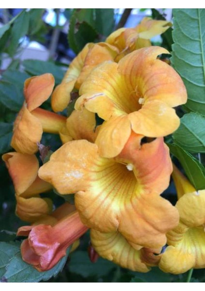 Favori Ürün Sarı Acem Borusu Çiçeği Fidanı (40-60CM)1 Adet Tüplü Digitalis Purpurea
