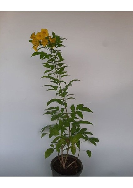 Favori Ürün Sarı Acem Borusu Çiçeği Fidanı (40-60CM)1 Adet Tüplü Digitalis Purpurea