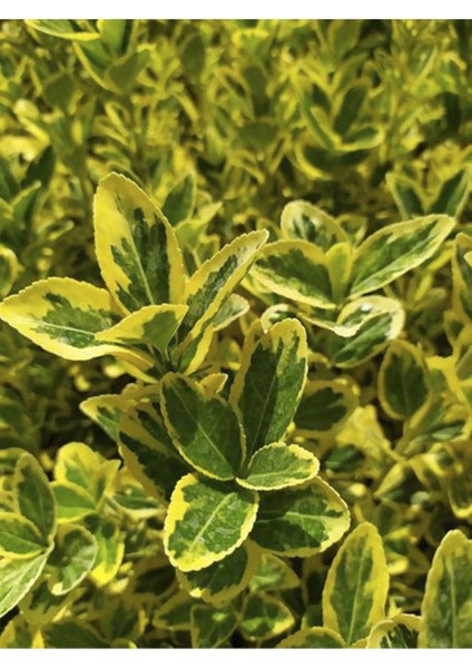 10 Adet Sarı Alacalı Taflan Fidesi Altuni Gold Taflan Euonymus Japonica