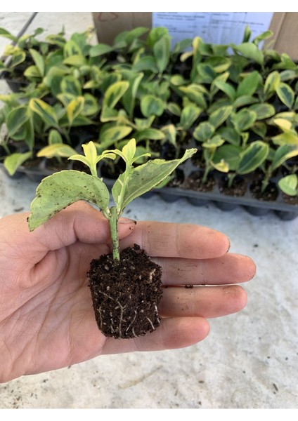 10 Adet Sarı Alacalı Taflan Fidesi Altuni Gold Taflan Euonymus Japonica