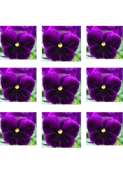 Çok Satan 10'lu Koyu Mor Hercai Menekşe Çiçeği Fidanı 5-15 cm Tüplü Çiçekli Bodur Bitki(Saintpaulia)