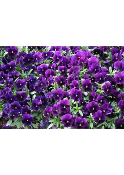 Çok Satan 10'lu Koyu Mor Hercai Menekşe Çiçeği Fidanı 5-15 cm Tüplü Çiçekli Bodur Bitki(Saintpaulia) modelleri