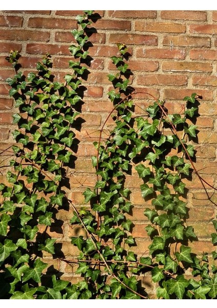 Canlı Orman Sarmaşığı (Hedera Helix) – Formlu ve Sağlıklı 40-60 cm fiyatları