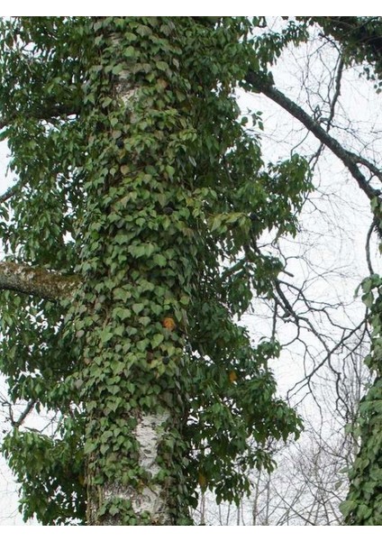 Canlı Orman Sarmaşığı (Hedera Helix) – Formlu ve Sağlıklı 40-60 cm fırsatları