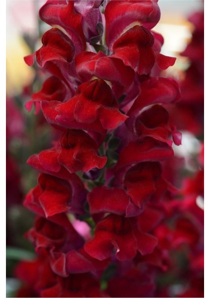 Çok Satan 30'lu Koyu Kırmızı Aslanağzı Çiçeği Fidanı 5-15 cm Tüplü Çiçekli Bodur Antirrhinum Majus modelleri