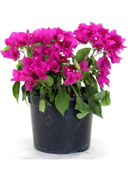Çok Satan 1 Adet Tatlı Pembe Begonvil Çiçeği (10 15 Cm) Saksılı Çiçekli Bodur Pink Bougainvillea