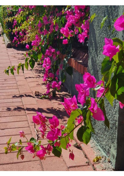Çok Satan 1 Adet Tatlı Pembe Begonvil Çiçeği (10 15 Cm) Saksılı Çiçekli Bodur Pink Bougainvillea