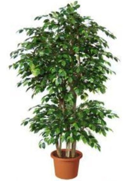 Çok Satan 1 Adet Benjamin Çiçeği Fidanı 55-60 cm Saksılı Çiçekli Bodur Bitkiler Ficus Benjamina modelleri