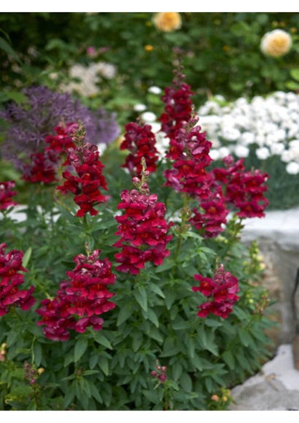 Çok Satan Kırmızı Aslanağzı (50 15 Cm)10 Adet Saksılı/ Tüplü Bahçe Çiçekli Balkon Bitkisi Antirrhinum