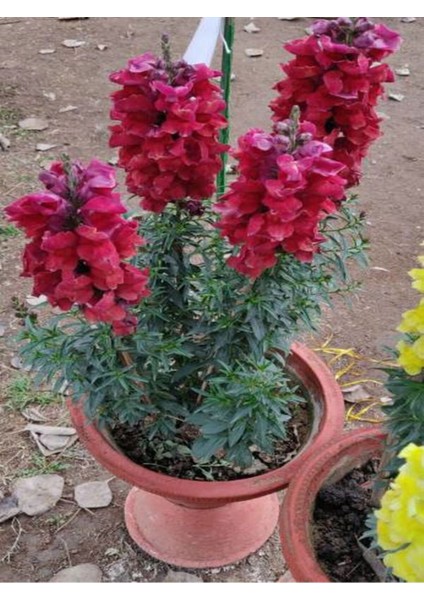Çok Satan Kırmızı Aslanağzı (50 15 Cm)10 Adet Saksılı/ Tüplü Bahçe Çiçekli Balkon Bitkisi Antirrhinum fiyatları