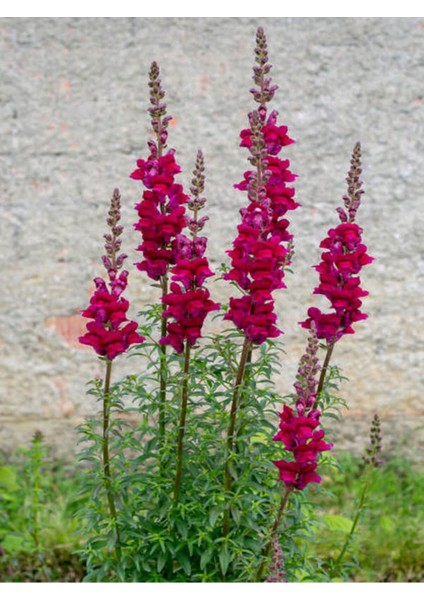Çok Satan Kırmızı Aslanağzı (50 15 Cm)10 Adet Saksılı/ Tüplü Bahçe Çiçekli Balkon Bitkisi Antirrhinum modelleri