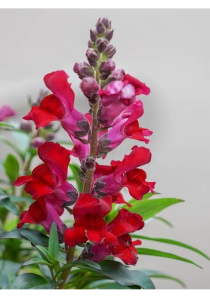 Çok Satan Kırmızı Aslanağzı (50 15 Cm)10 Adet Saksılı/ Tüplü Bahçe Çiçekli Balkon Bitkisi Antirrhinum fırsatları