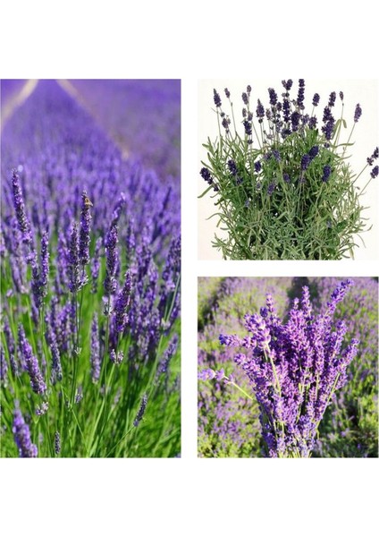 Çok Satan 1 Adet Harika Kokulu Lavanta Çiçeği Bitkisi 20-40 cm Saksılı Çiçekli Bodur Bitkiler Lavander