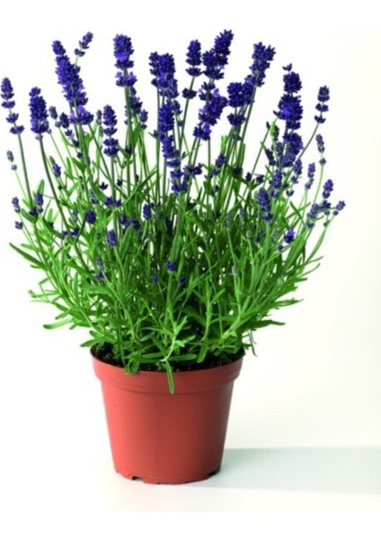 Çok Satan 1 Adet Harika Kokulu Lavanta Çiçeği Bitkisi 20-40 cm Saksılı Çiçekli Bodur Bitkiler Lavander modelleri