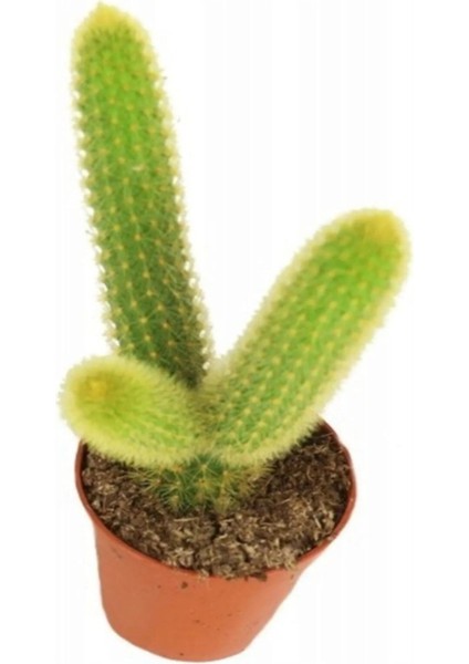 Kampanyalı Çiçek Açan Kaktüs Maymun Kuyruğu Hildewintera Aureispina Cactus Dolgun Formlu fiyatları