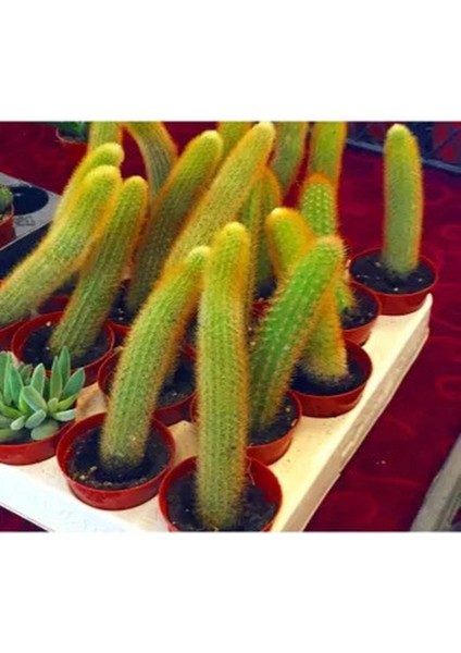 Kampanyalı Çiçek Açan Kaktüs Maymun Kuyruğu Hildewintera Aureispina Cactus Dolgun Formlu modelleri