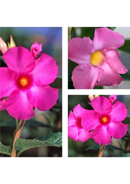 Çok Satan 3'lü Pembe Renk Mandevilla Sarmaşığı Çiçeği 40-60 cm Tüplü Çiçekli Bodur Bitkiler